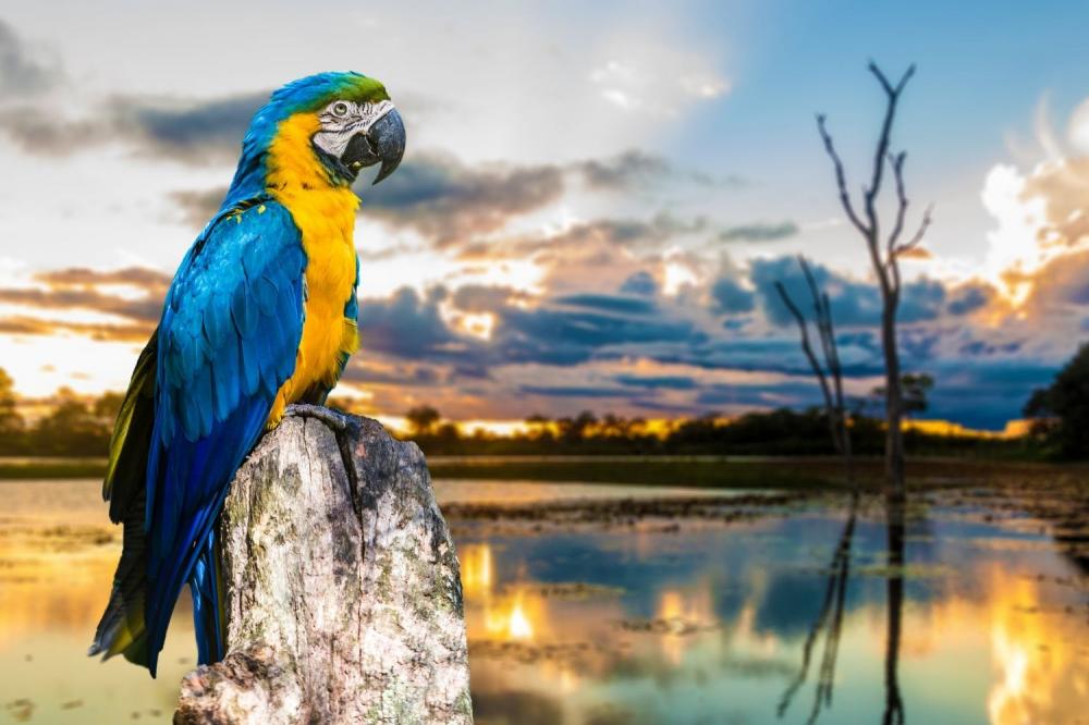 Pantanal: O safari brasileiro 